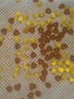 Macchina automatica di incapsulamento di Vgel della micro scala per la capsula olio di Cbd/del miele