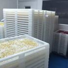 Macchina farmaceutica di incapsulamento di Softgel della capsula per l'olio di pesce Softgel 120000 pc/H