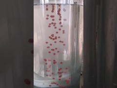 Macchina di incapsulamento di Olive Oil 13kw Softgel dell'olio di Canabis